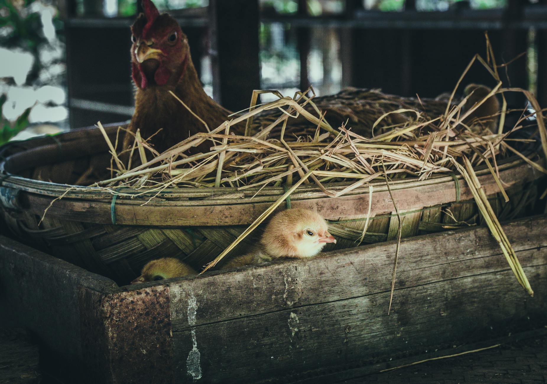 Kamień ochronny leżący na parapecie okna w domowym wnętrzu